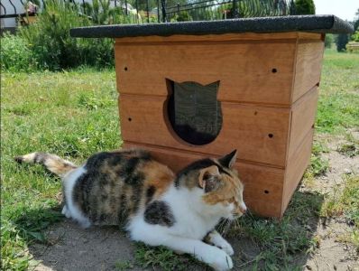 Jakie są zalety stawiania budek dla kotów?